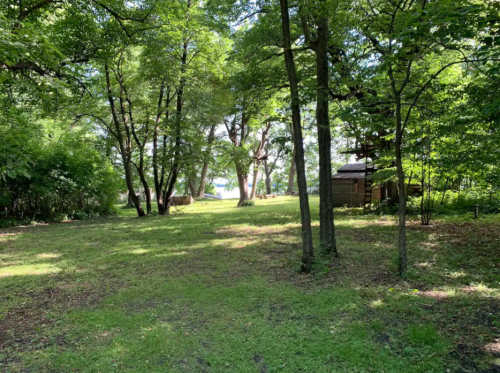 A serene forest scene with lush green trees and a small wooden structure in the background, dappled sunlight filtering through.
