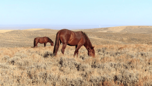 Two brown horses graze in a grassy, open landscape with rolling hills under a clear blue sky.