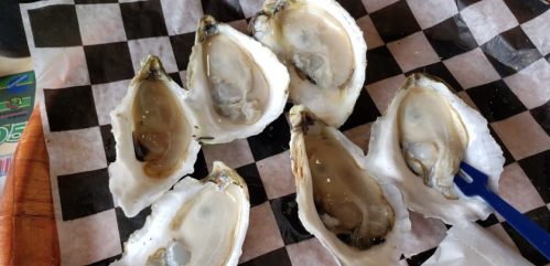 A plate of fresh oysters on a black and white checkered paper, some opened and ready to eat.