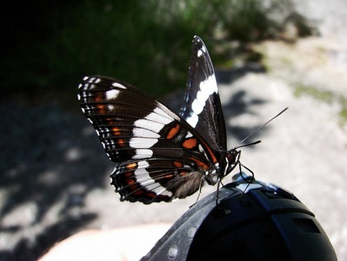 A black butterfly with white and orange markings perched on a camera.