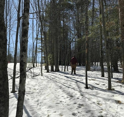 A person walks through a snowy forest, surrounded by tall trees under a clear blue sky.