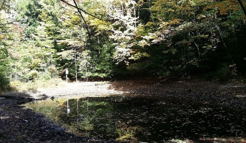 A serene forest scene with a small pond surrounded by trees displaying autumn foliage.