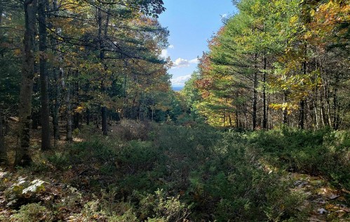 A serene forest scene with colorful autumn foliage and a clear blue sky in the background.