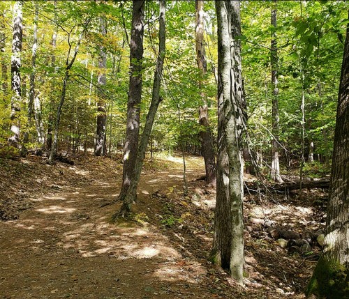 A serene forest path winding through tall trees with vibrant green leaves and dappled sunlight on the ground.
