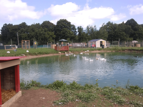 A serene pond with ducks swimming, surrounded by greenery and a small wooden deck in a rural setting.