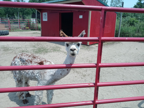 A llama with a light coat and brown spots stands curiously behind a red fence at a farm.