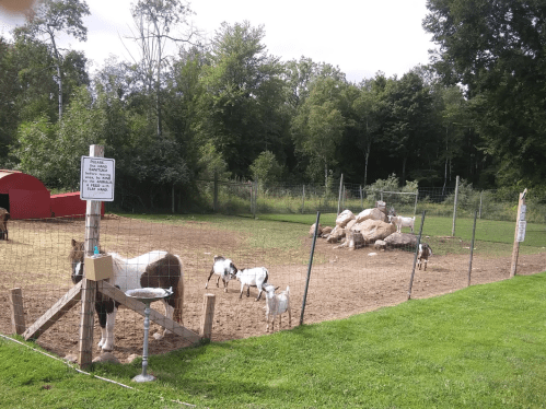 A fenced area with goats and a pony, surrounded by trees and rocks, on a sunny day.