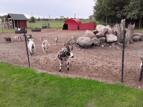 A fenced area with various goats and animals, rocks, and shelters in a grassy field under a cloudy sky.