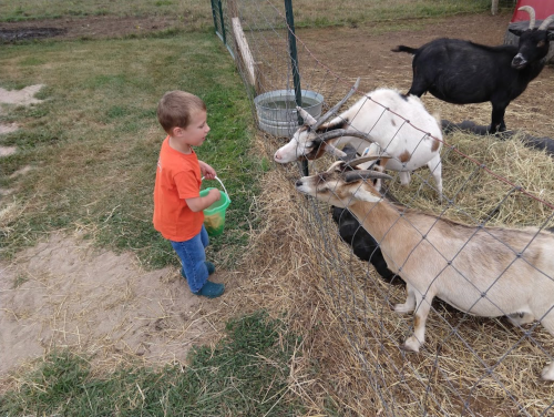 A young child in an orange shirt feeds goats through a fence on a farm.