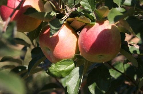 Three ripe apples hanging on a tree branch, surrounded by green leaves.