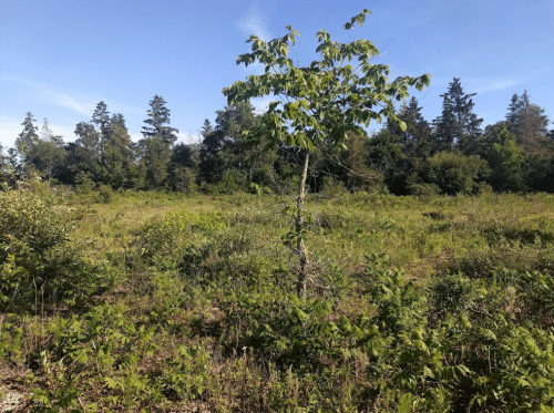 A solitary tree stands in a lush green field surrounded by various shrubs and trees under a clear blue sky.