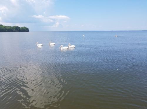 Five white pelicans swimming in a calm lake under a blue sky with scattered clouds.
