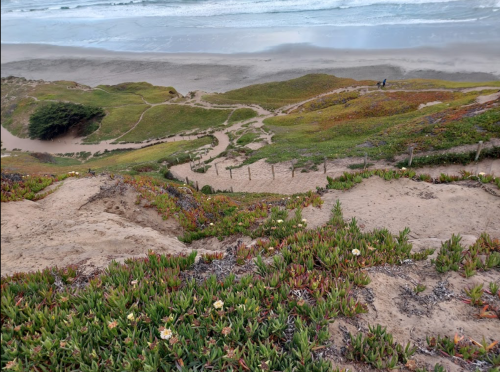 A coastal landscape with sandy paths, green vegetation, and a beach in the background under a cloudy sky.