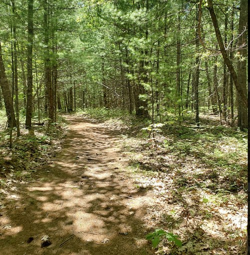 A winding dirt path through a lush green forest with tall trees and dappled sunlight.