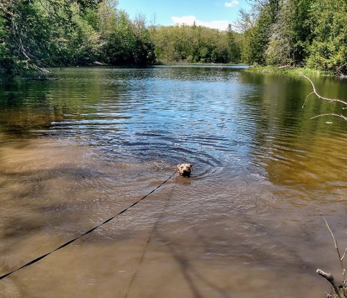 A dog swims in a calm, muddy river surrounded by lush green trees and a clear blue sky.