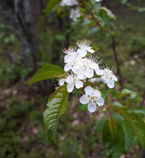 Delicate white flowers with green leaves, set against a blurred forest background.