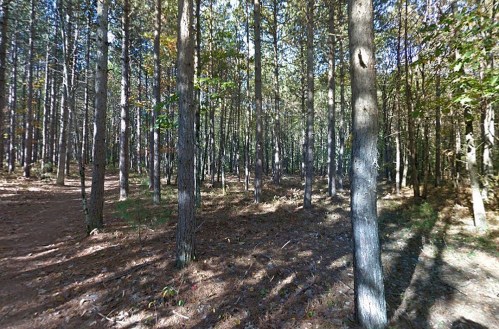 A serene forest scene with tall trees and dappled sunlight filtering through the leaves on the forest floor.