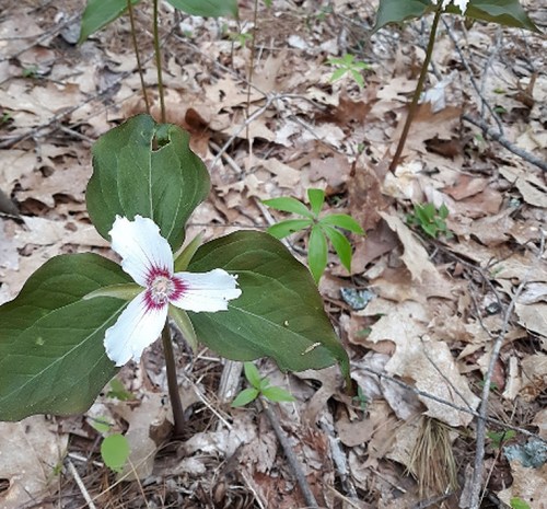A close-up of a white flower with purple markings, surrounded by green leaves and forest floor debris.