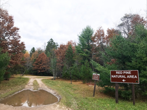 A dirt path leads into a wooded area with autumn foliage and a sign for the Red Pine Natural Area.