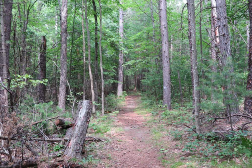A narrow dirt path winds through a lush green forest with tall trees and scattered underbrush.