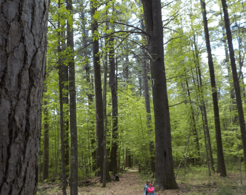 A serene forest scene with tall trees and lush green foliage, featuring a person sitting on the ground.