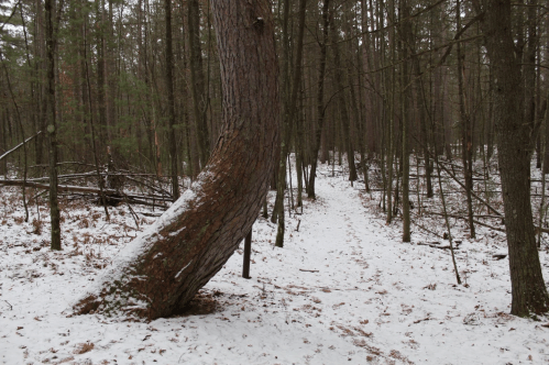 A winding path through a snowy forest, with a leaning tree and tall, slender trees in the background.