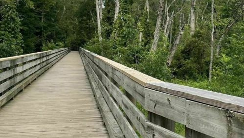 A wooden boardwalk stretches through a lush green forest, surrounded by trees and foliage.