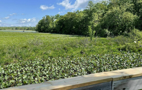 A lush green wetland with water lilies, surrounded by trees and a blue sky with fluffy clouds.