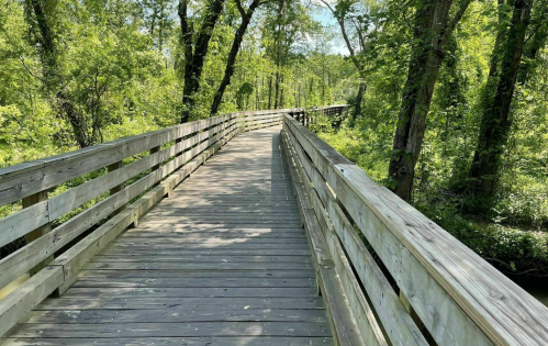 A wooden boardwalk winding through a lush green forest on a sunny day.