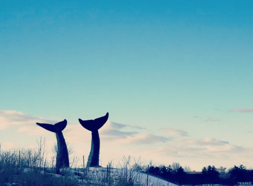 Silhouette of two whale tails against a blue sky with wispy clouds and grassy foreground.