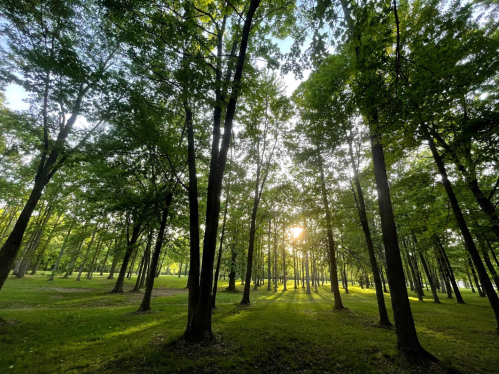 Sunlight filters through tall trees in a lush green forest, casting shadows on the grassy ground.