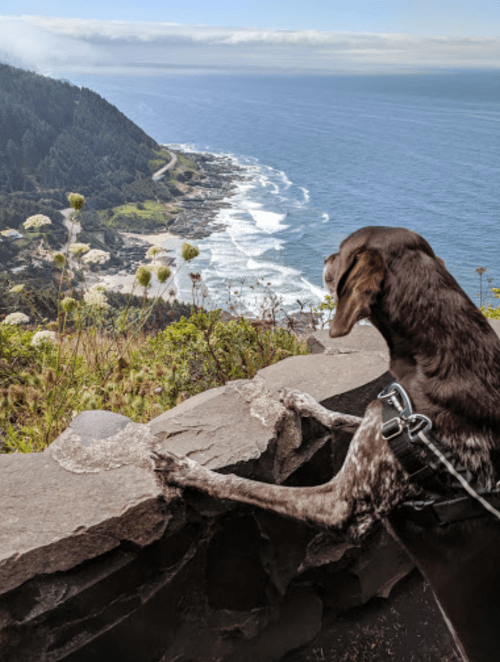 A dog with a harness gazes out over a coastal view, with waves crashing against the shore and lush greenery nearby.
