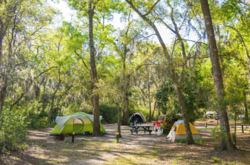 A serene campsite with green tents surrounded by tall trees and dappled sunlight filtering through the leaves.