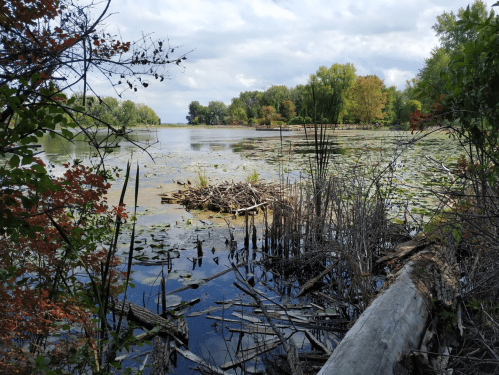 A serene lake scene with a beaver dam, surrounded by trees and lily pads under a cloudy sky.