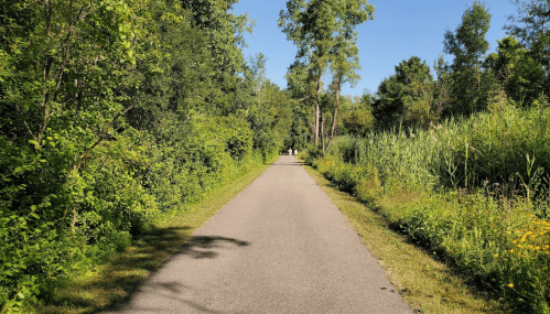 A peaceful, tree-lined pathway surrounded by greenery under a clear blue sky.