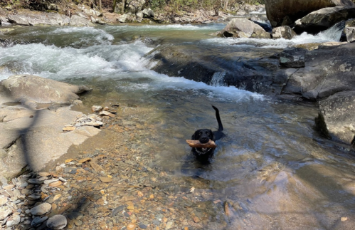 A black dog wades through a rocky stream, holding a stick in its mouth, surrounded by flowing water and greenery.