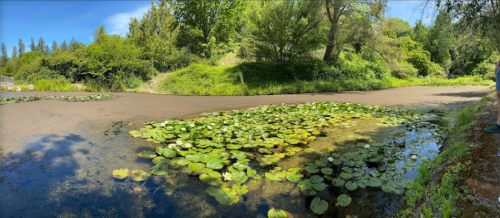 A serene pond surrounded by lush greenery and lily pads under a clear blue sky.