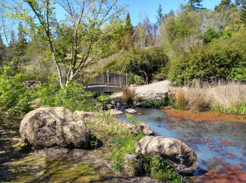 A serene landscape featuring a small wooden bridge over a pond, surrounded by lush greenery and large rocks.