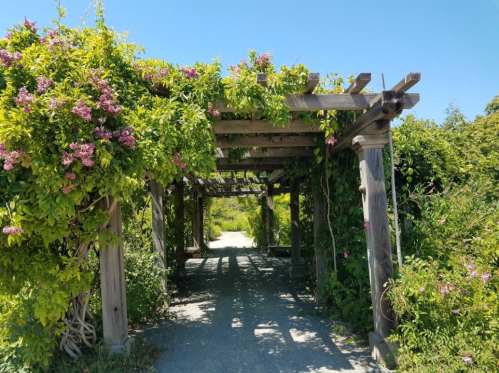 A wooden pergola covered in vibrant green vines and pink flowers, leading to a sunny garden path.