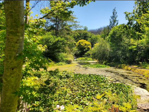 A serene pond surrounded by lush greenery and trees under a clear blue sky. Water lilies float on the surface.