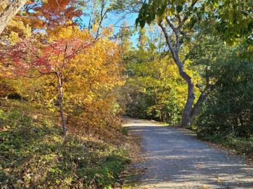 A winding gravel path surrounded by vibrant autumn foliage in shades of yellow, orange, and red.