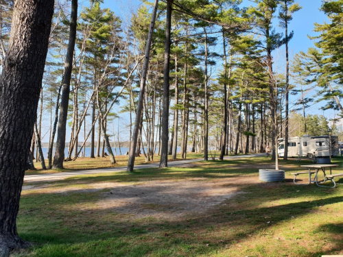 A serene campsite with tall trees, a clear sky, and a view of the water in the background. A picnic table is visible.