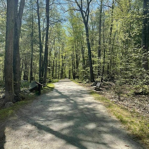 A sunlit path through a lush green forest, flanked by trees and benches, inviting for a peaceful walk.