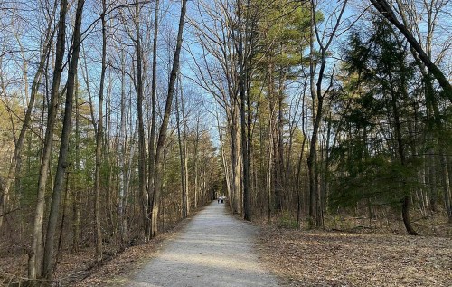 A serene forest path lined with bare trees, leading into the distance with a few people walking ahead.