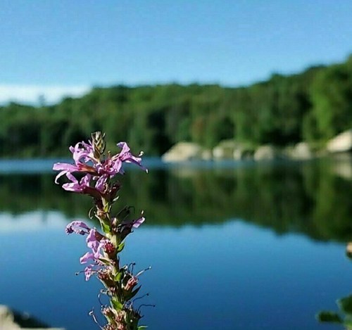 A close-up of a purple flower in front of a calm lake, surrounded by green trees and a clear blue sky.