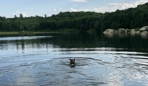 A dog swims in a calm lake surrounded by lush green trees and rocky shores under a clear blue sky.