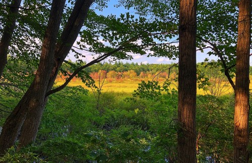 A serene landscape view through trees, showcasing a vibrant green field and colorful foliage under a blue sky.