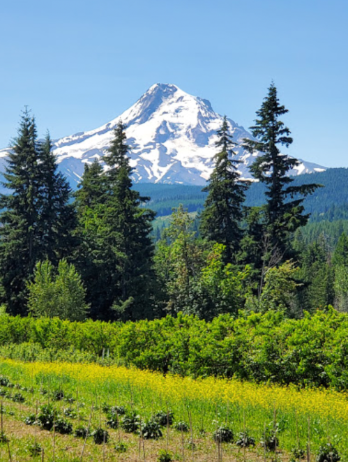 A snow-capped mountain rises above lush green trees and a field of yellow flowers under a clear blue sky.