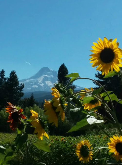 A field of sunflowers in the foreground with a snow-capped mountain and clear blue sky in the background.
