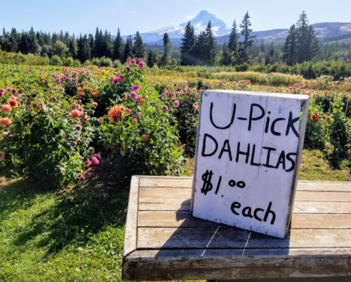 A wooden sign reads "U-Pick Dahlias $1.00 each" in a flower field with mountains in the background.